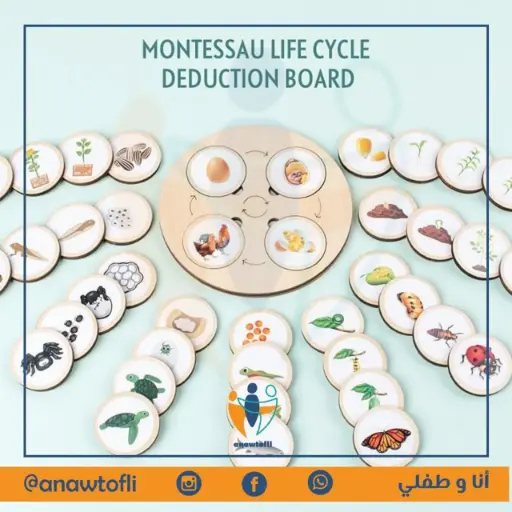 🐣🪱🦋 Montessori Life Cycle Puzzle