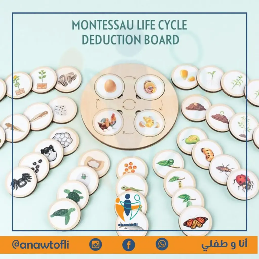 🐣🪱🦋 Montessori Life Cycle Puzzle
